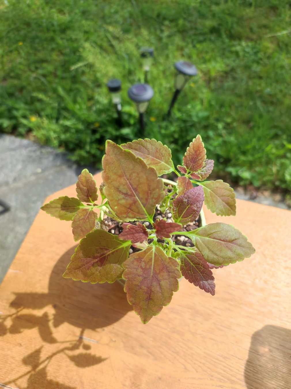 Pflanzen & Samen: Coleus – Gebraucht aus Hasliberg Hohfluh von eva_9895 2