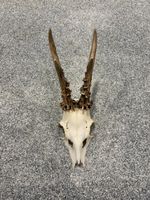 Rehbock-Gehörn / Jagdtrophäe – 30 cm hoch