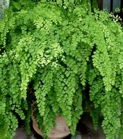 JUNGFERNHAAR oder ADIANTUM 20-30 cm dekorative Gartenpflanze
