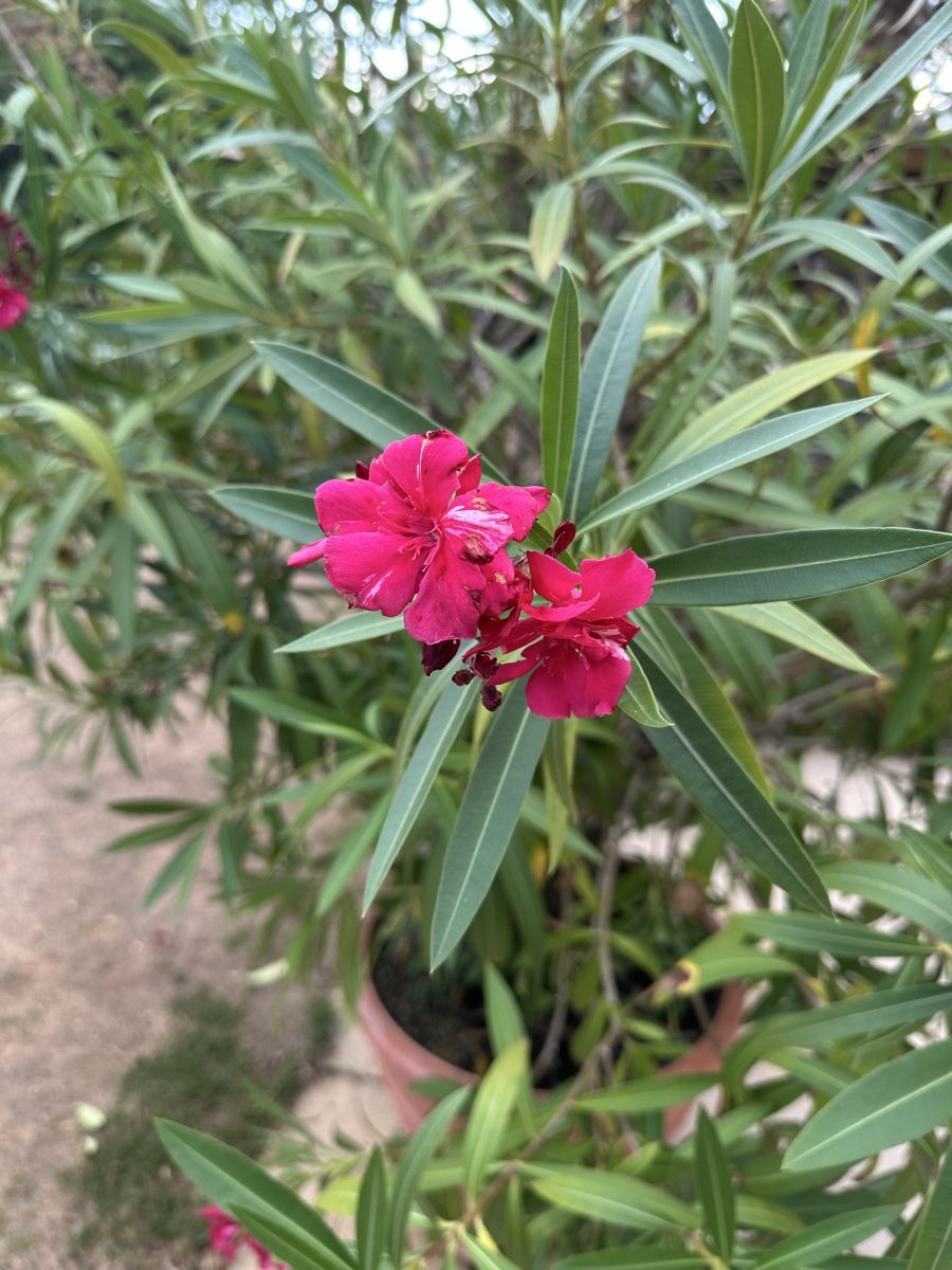 Pflanzen & Samen: Oleander Pflanze  mit Topf – Gebraucht aus Herzogenbuchsee von GyK87 1