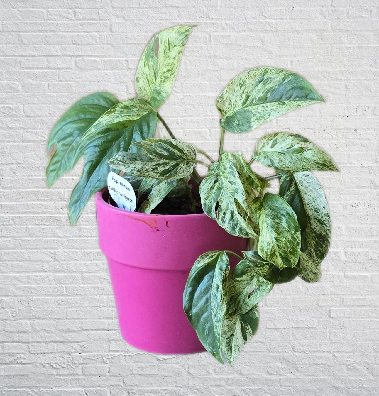 Pflanzen & Samen: Schöne Epipremnum marble variegata – Gebraucht aus Aarburg von Glitzerzauber