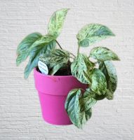 Schöne Epipremnum marble variegata