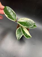 Hoya Carnosa 'Flamingo Dream‘ (1-6)