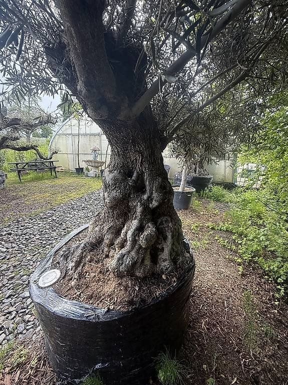Piante & sementi: Olivenbaum "Olea Europea 22" – Nuovo (secondo la descrizione) da Zuckenriet venduto da Thur_Plant 2