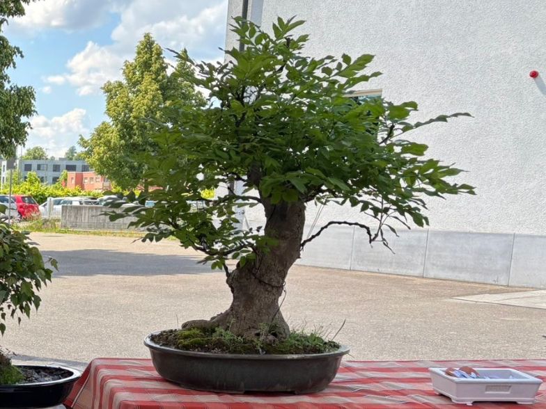 Piante & sementi: Eschen Bonsai Gross – Usato da Rümlang venduto da Gruseh.ch 4