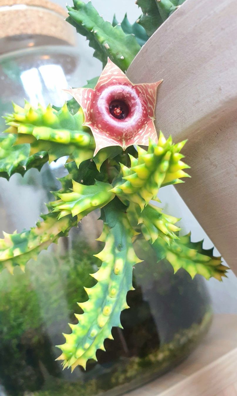 Piante & sementi: Huernia zebrina variegata – Usato da Zürich venduto da The_Plant_Wizard 1