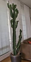 Kaktus / Euphorbia ingens