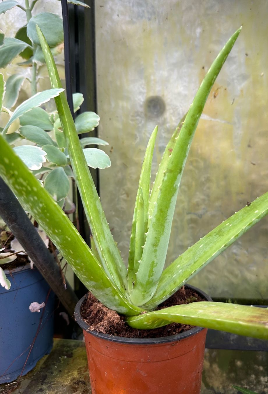 Pflanzen & Samen: Aloe vera - eine grosse Pflanze! – Neu (gemäss Beschreibung) aus Steffisburg von Petroselium