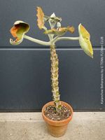 Kalanchoe Beharensis – Filzblatt-Kalanchoe im Tontopf