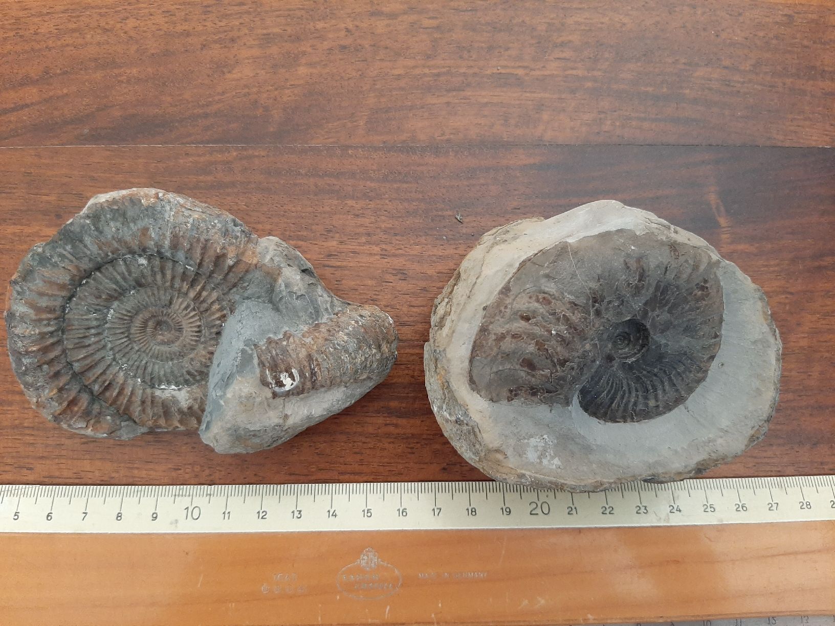Fossili: Zwei Ammoniten England – Usato da Rickenbach BL venduto da Oktober68