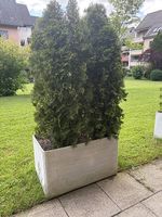 Pflanzen Gefäss mit Thujas
