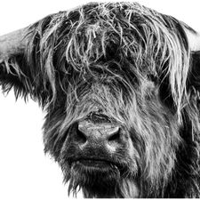 Profile image of Nidjaeggi