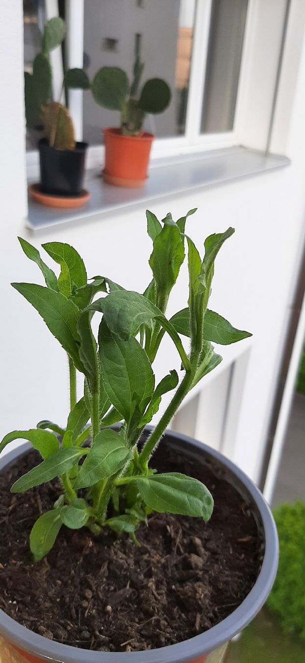Plantes & graines: Mehrtriebige Topinambur, essbare Knollensonnenblume – Neuf avec emballage d'origine à Kreuzlingen par Vwpassat6 1