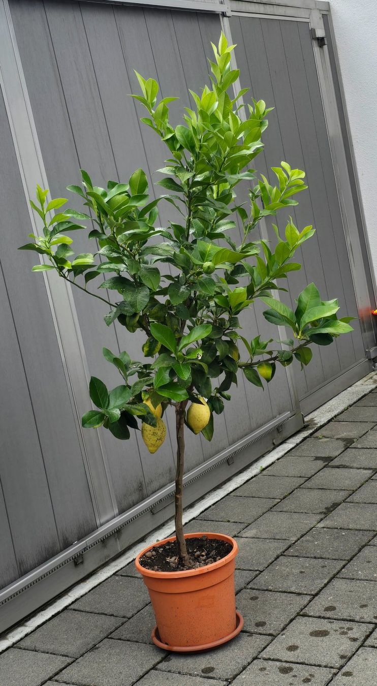Piante & sementi: Zitronenbaum mit Früchten – Usato da Aarburg venduto da popkorn65 2