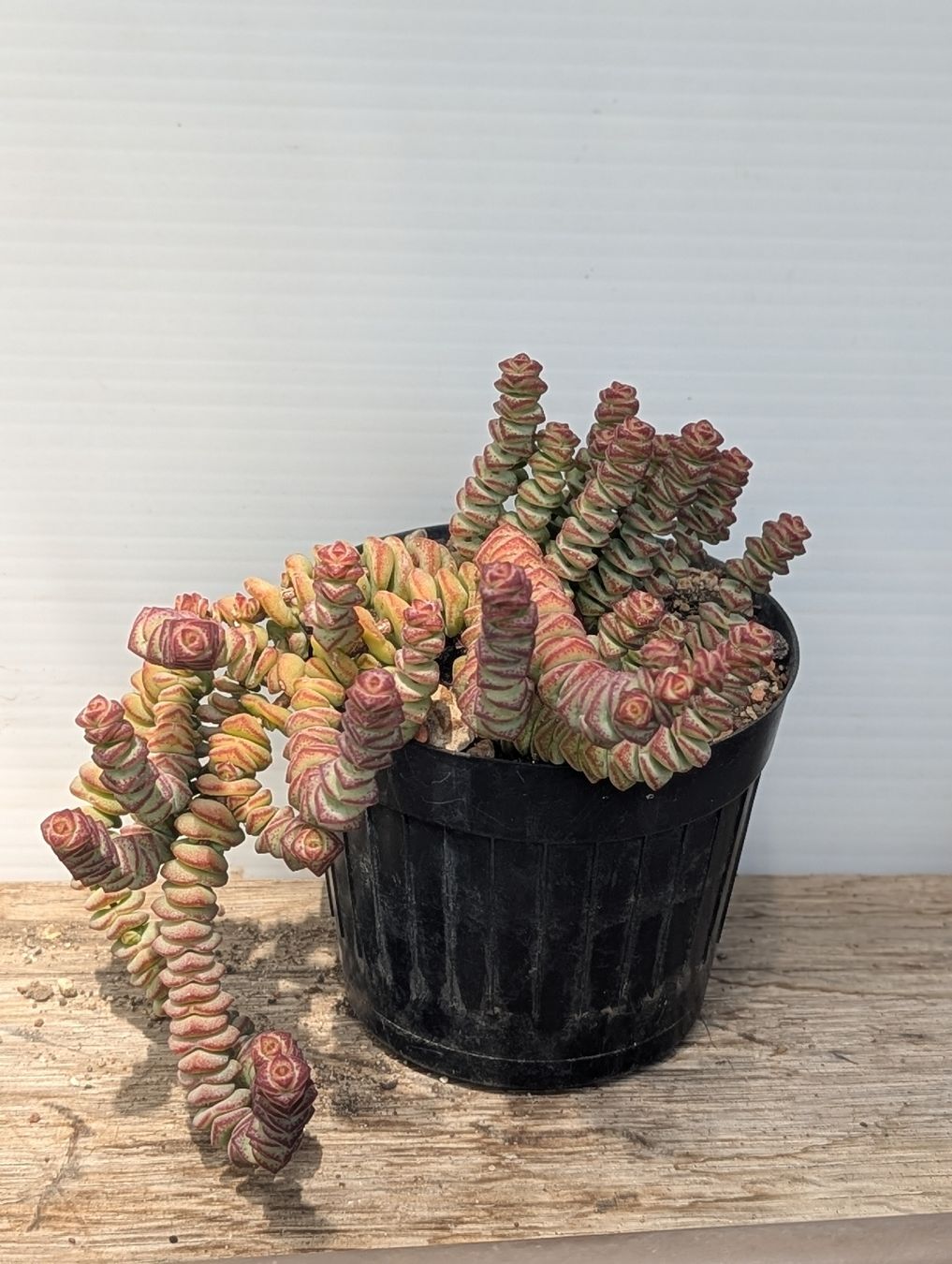 Piante & sementi: Crassula marnierana  – Usato da Comano venduto da che_8lc2 1