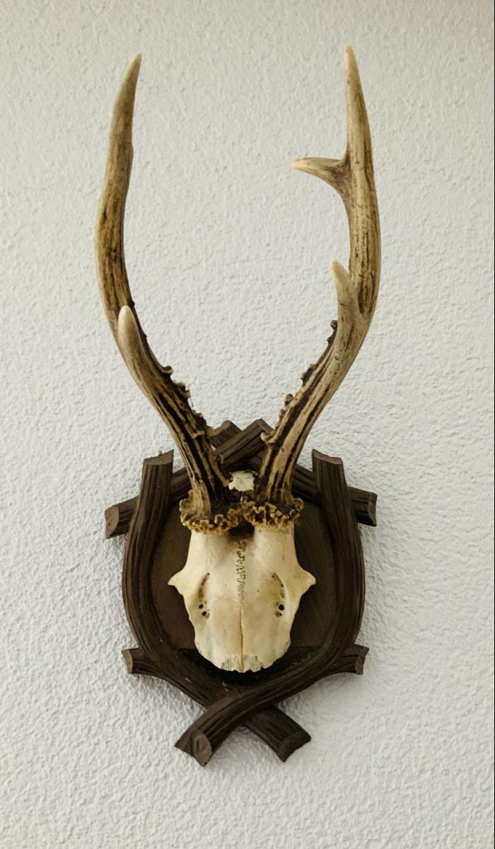 Altre raccolte & rarità: Rehgeweih auf Holzschild montiert, Jagd trophäe – Usato da Lufingen venduto da lotzstef