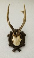 Rehgeweih auf Holzschild montiert, Jagd trophäe
