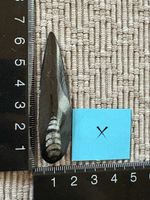 Orthoceras versteinert