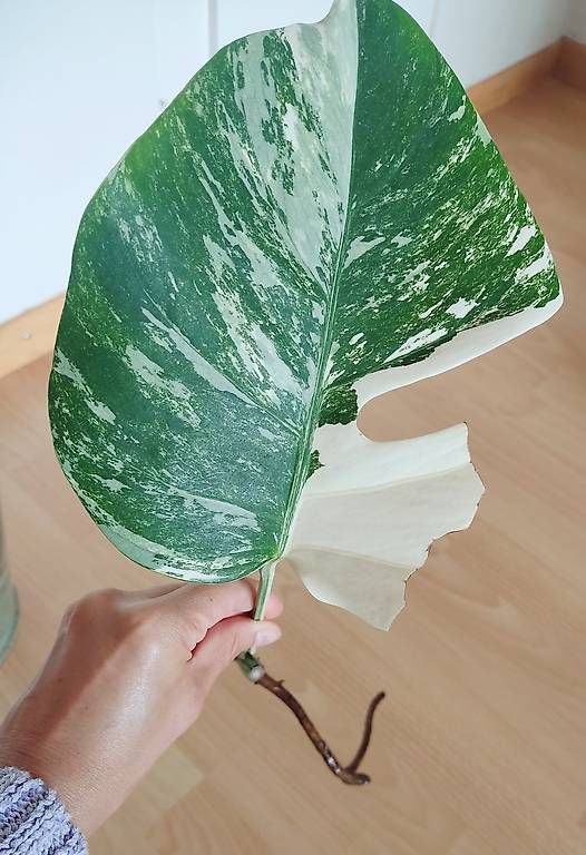 Piante & sementi: Monstera Deliciosa Albo Variegata 1. – Nuovo (secondo la descrizione) da Ebnat-Kappel venduto da Zearara 1