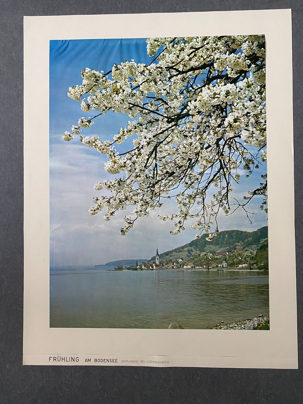Foto & Immagini: Original Vintage Poster - Frühling Am Bodensee – Usato da Zürich venduto da jesulin05
