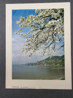 Original Vintage Poster - Frühling Am Bodensee