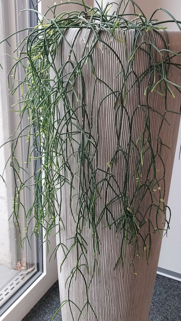 Piante & sementi: Rhipsalis baccifera / Korallenkaktus – Nuovo (secondo la descrizione) da Thalheim venduto da silvara01 5