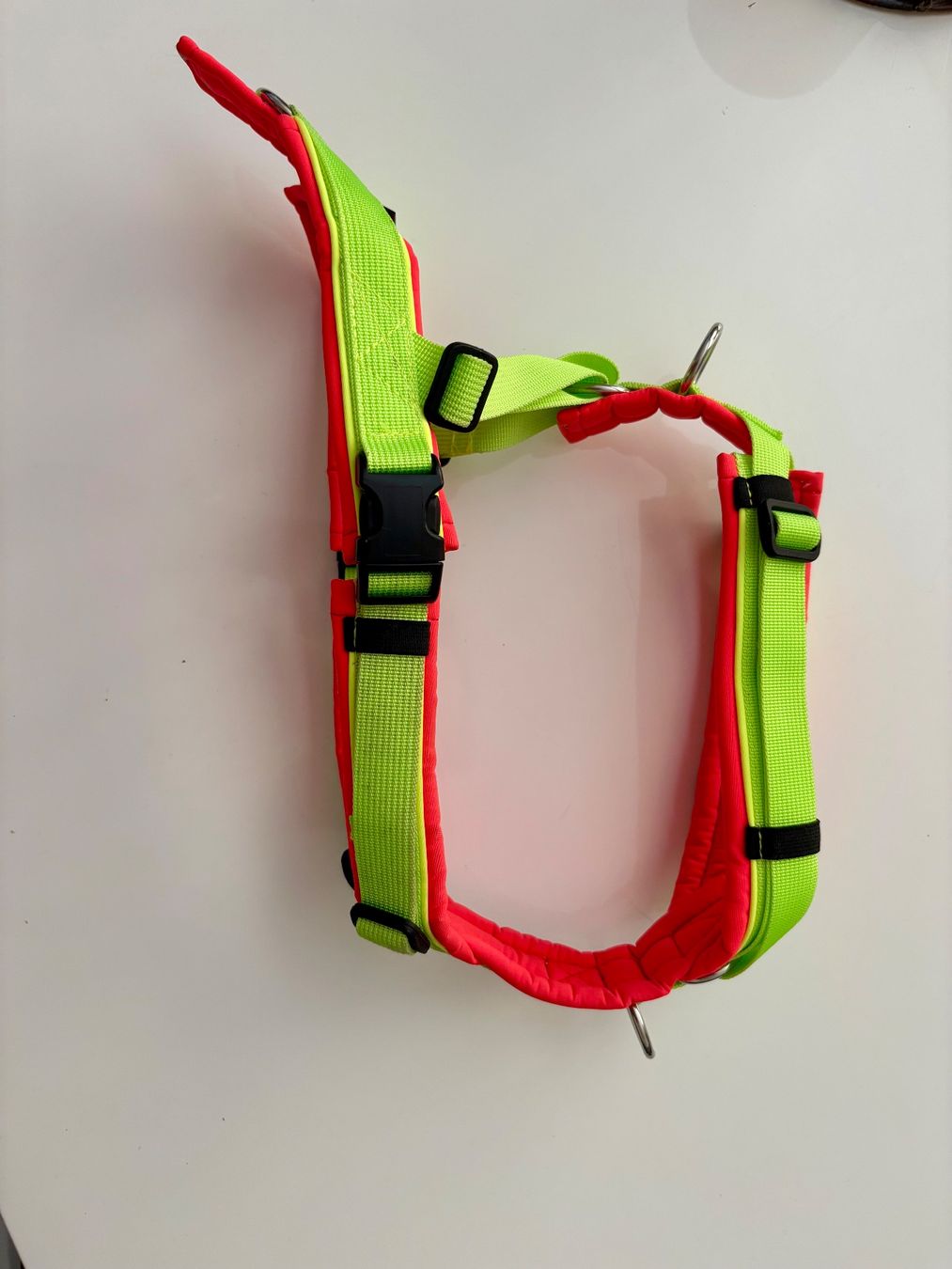 Leine & Halsband: Trailgeschirr Bumer – Neu (gemäss Beschreibung) aus Attiswil von Xyris 1