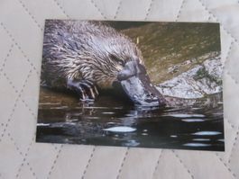Schnabeltier, Foto-Postkarte, ungelaufen, Zoo