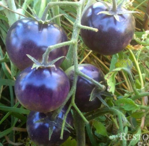 Pflanzen & Samen: 10 SAMEN Tomaten Précoce BIO BOSQUE BLUE – Neu und originalverpackt aus Rovio von POSITIFFARTandPLANTS 5