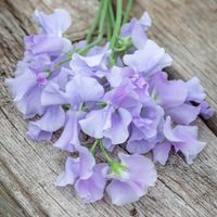 15 Samen Duftwicke ELEGANCE LAVENDER