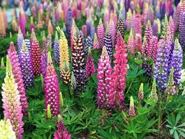 30 Samen LUPINE RUSSEL MIX Staudenlupine