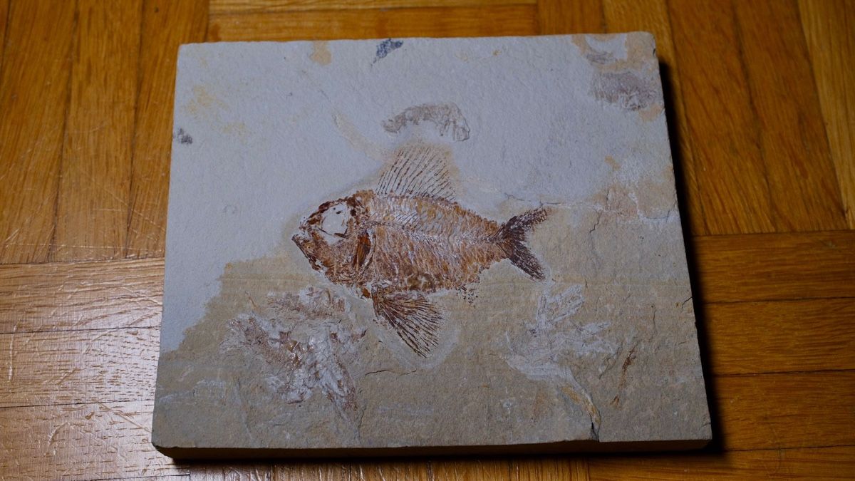 Fossili: Fossil - Ctenothissa vexillifer – Usato da Biel/Bienne venduto da nimmes