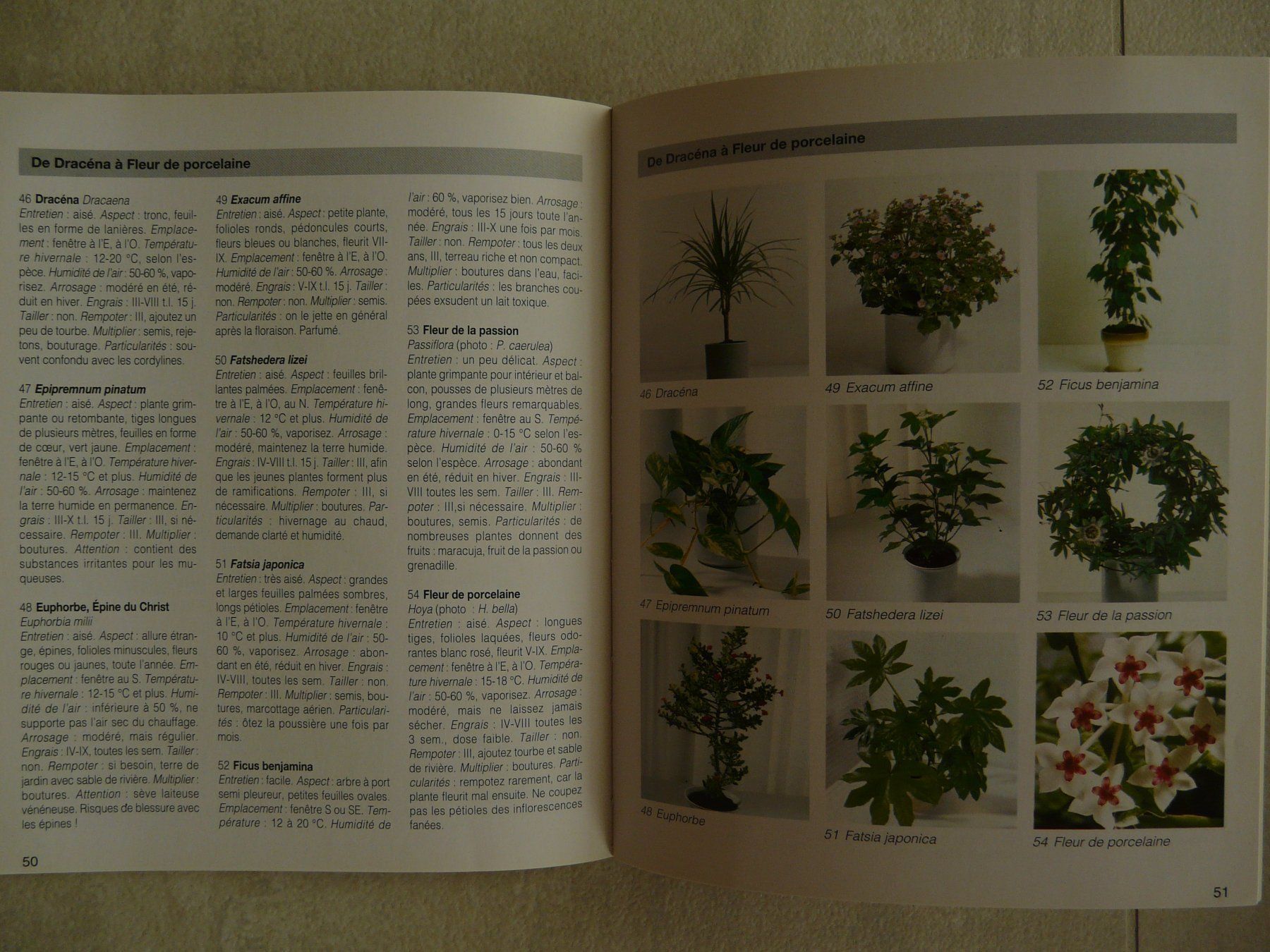 Libri: Plantes d'intérieur Hachette – Nuovo (secondo la descrizione) da ERLINSBACH venduto da doudouce 3