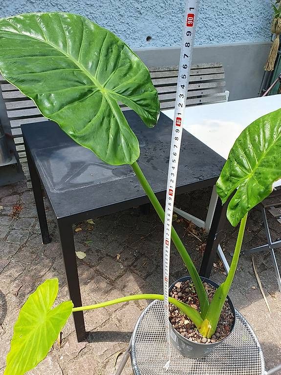 Plantes & graines: Alocasie – D'occasion à Olten par stritten 1