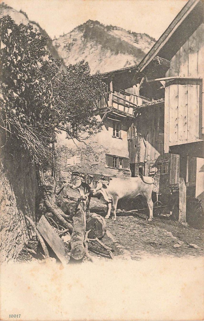 Cartoline postali: Alpe mucche Kühe – Usato da Biasca venduto da Blenio71