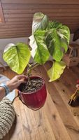 Monstera mit hellem Anteil Pflanze guter Zustand