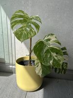 Thai Monstera (selbst gezüchtet)