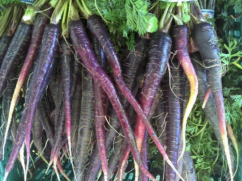 Piante & sementi: 500 Samen Cosmic Purple Karotte Möhre – Nuovo (secondo la descrizione) da Ehrendingen venduto da VerveinaSamen 7