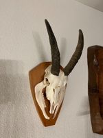 Schöne Steingeiss, Trophäe, Präparat, Dekoration, Jagd