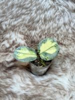 Hoya carnosa ‚Argentea Princess‘ 🦄✨