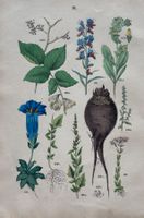 Antike Lithographie BOTANIK, 1880 - Dekorativ, 27 x 18 cm
