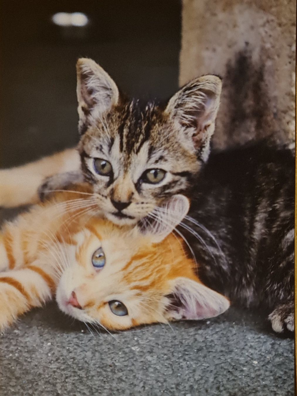 Cartoline postali: Ansichtskarte Katzen – Nuovo (secondo la descrizione) da Dintikon venduto da Vexi