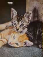 Ansichtskarte Katzen