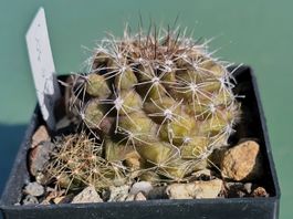 Kakteen, Pflanze, Copiapoa, Rarität, wird selten angeboten!!
