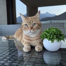 Profile image of Yanpa