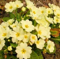PRIMULA ACAULIS Gemeinsame Primel x10stk