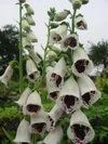 Fingerhut 'Pam's Choice' - Digitalis purpurea - 1000 Samen