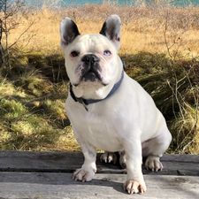 Profile image of Lenny-French