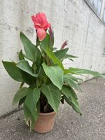 Canna Pflanze mit Blüte und Knospen im Topf