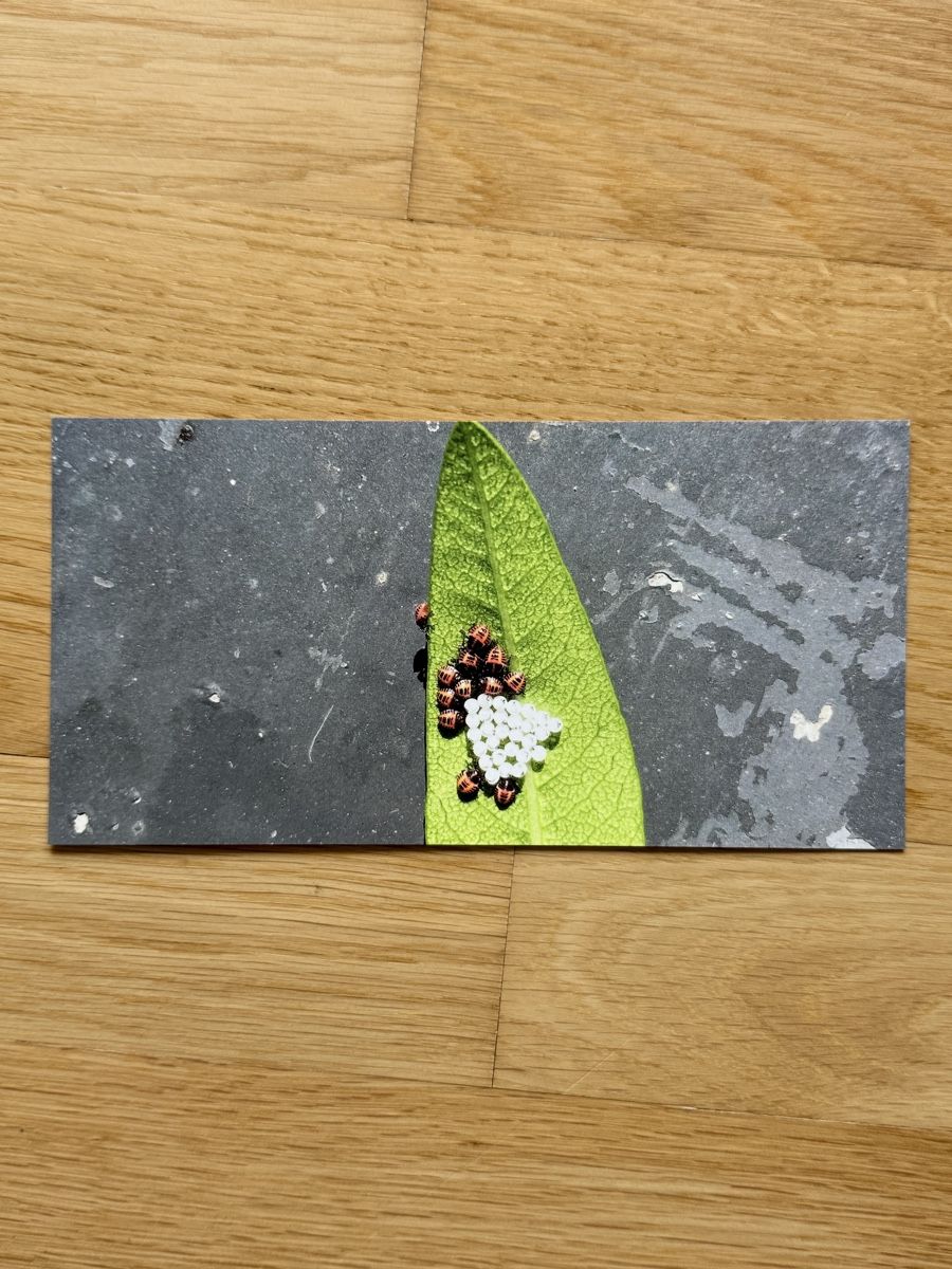 Ansichtskarten: Fotokarte – Neu und originalverpackt aus Riehen von Claudia024